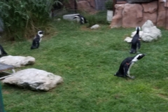 20160422_173823_001