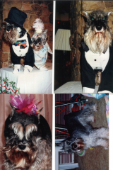 Dogs-PipinMeleRoosterBones