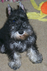 Puppie-Feb22-002